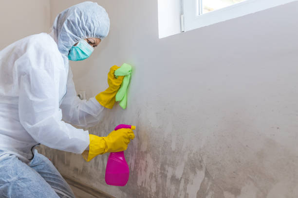 Best Crawl Space Mold Remediation  in Meridianville, AL