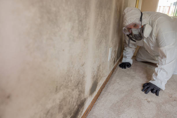 Mold Documentation for Insurance Claims in Meridianville, AL